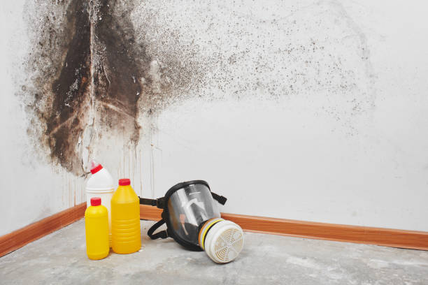 Best Basement Mold Remediation in Tamalpais Homestead Valley, CA