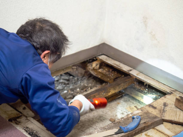 Best HVAC Mold Remediation in Tamalpais Homestead Valley, CA