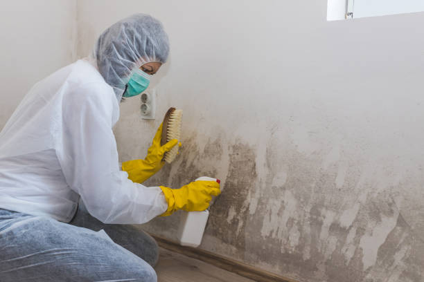 Best Attic Mold Remediation in Tamalpais Homestead Valley, CA