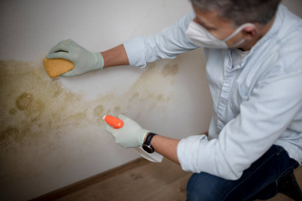 Best White Mold Remediation in Tamalpais Homestead Valley, CA