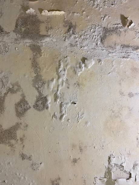 Best Black Mold Remediation in Tamalpais Homestead Valley, CA