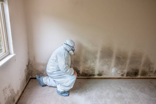Best DIY Mold Remediation Support Services in Tamalpais Homestead Valley, CA