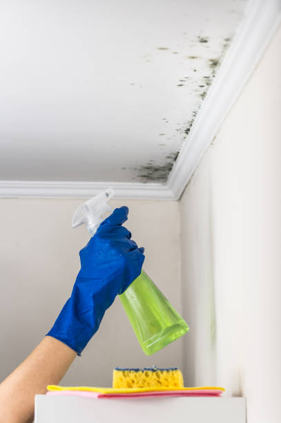 Best Mold Testing and Inspection Services in Tamalpais Homestead Valley, CA